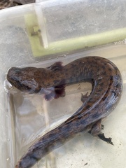 Necturus lewisi