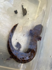Necturus lewisi