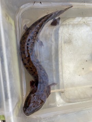 Necturus lewisi