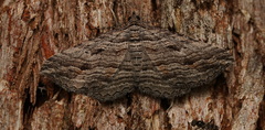 Chrysolarentia severata