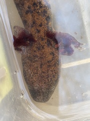 Necturus lewisi