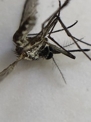 Tripteroides atripes