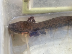 Necturus lewisi