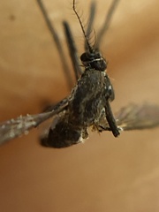 Tripteroides atripes