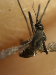 Tripteroides atripes