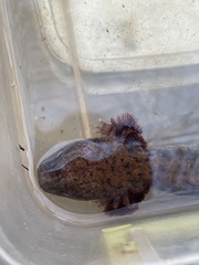 Necturus lewisi