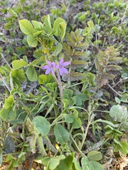 Erodium