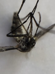 Tripteroides atripes