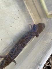 Necturus lewisi