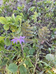 Erodium