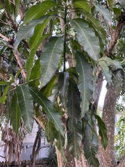 Mangifera