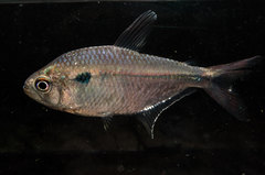Characidae