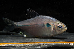 Characidae