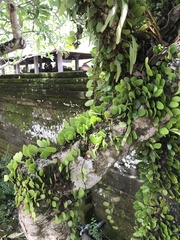 Pyrrosia