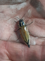 Epistomentis pictus