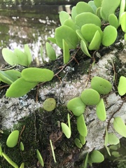 Pyrrosia