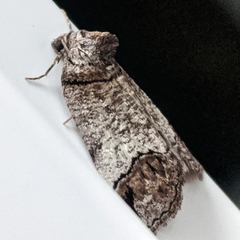 Drymoptila temenitis