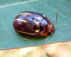 Paropsisterna lineata