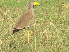 Vanellus senegallus