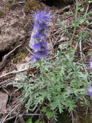 Phacelia sericea