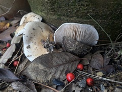 Clitocybe brunneocephala