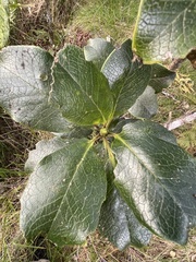 Ilex anomala