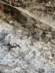 Harmonia axyridis