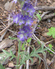 Phacelia sericea