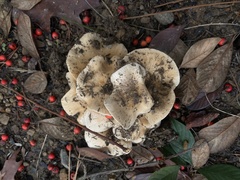 Clitocybe brunneocephala