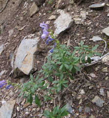 Penstemon fruticosus