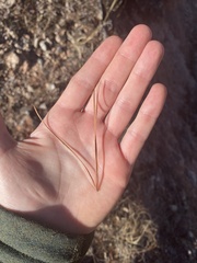 Pinus leiophylla