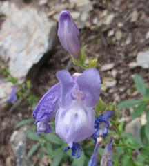 Penstemon fruticosus
