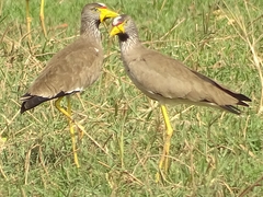 Vanellus senegallus