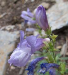 Penstemon fruticosus