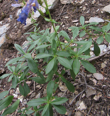 Penstemon fruticosus