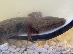 Necturus lewisi