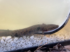 Necturus lewisi