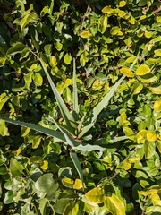 Angiospermae