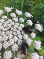Bombus terrestris canariensis