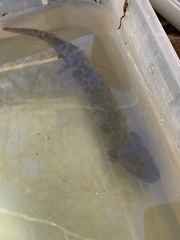 Necturus lewisi