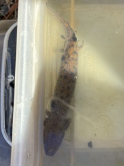 Necturus lewisi