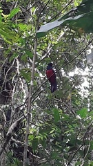 Trogon clathratus