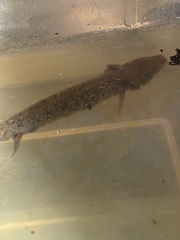 Necturus lewisi