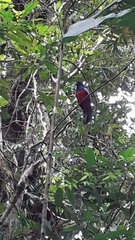 Trogon clathratus image