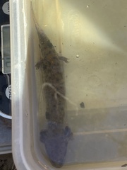 Necturus lewisi