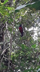 Trogon clathratus