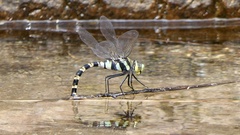 Anax immaculifrons