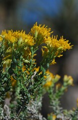 Ericameria cooperi cooperi