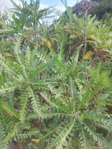 Gonospermum canariense image