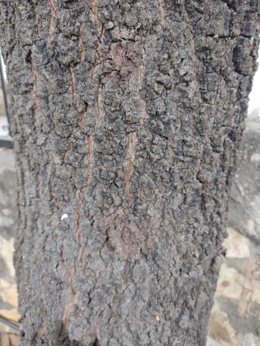 Leather leaf mexican oak